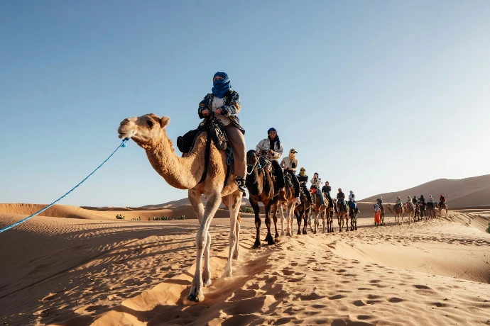 A caravan of camels walks across sand dunes.