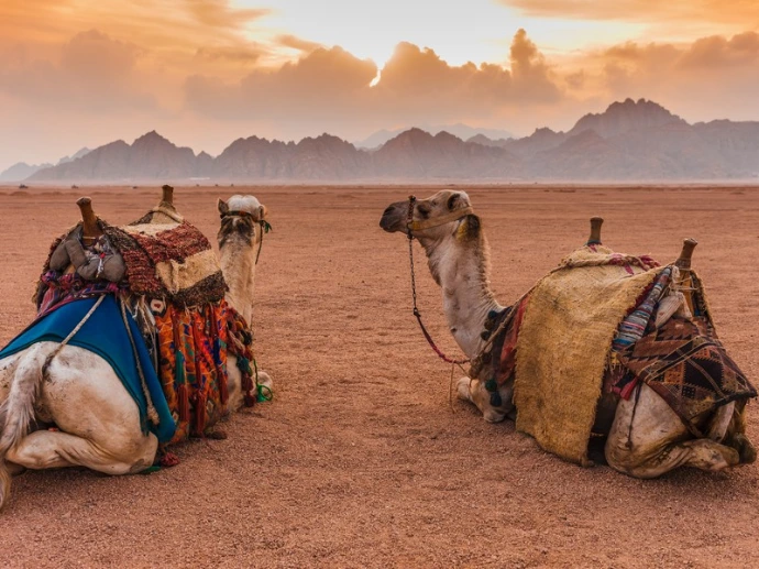 Camels at a desert camp in Sharm El Sheikh